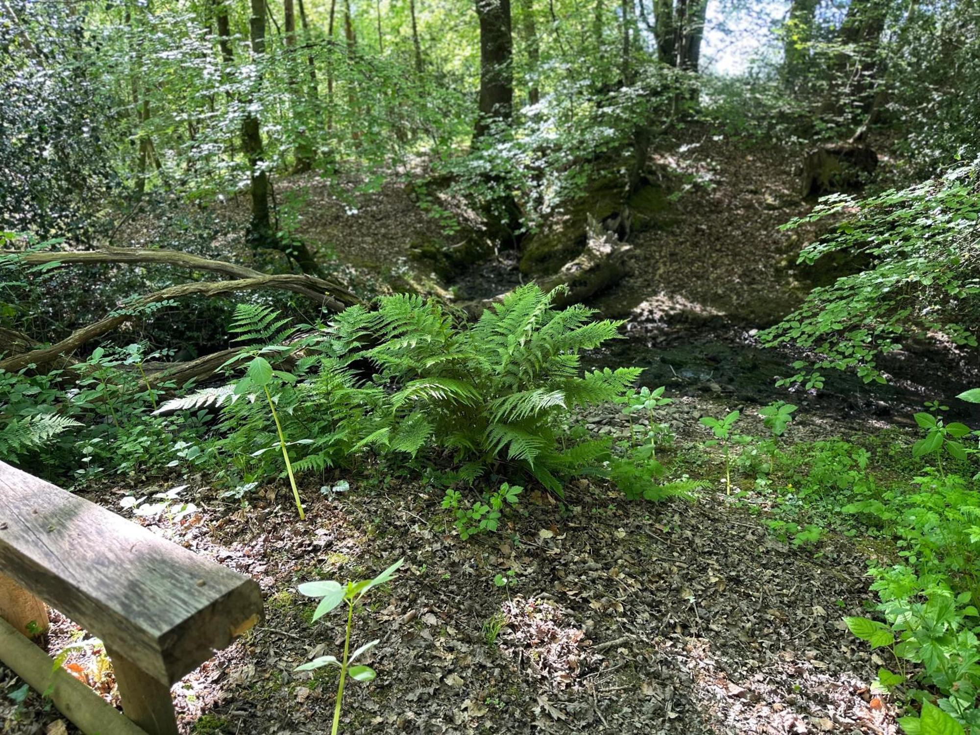 Llanarth Bedwen别墅 外观 照片